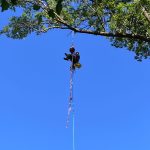 Tree Care Service Ames, Iowa