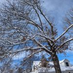 Tree Trimming