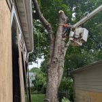 Tree Hazards Recognizing & Correcting